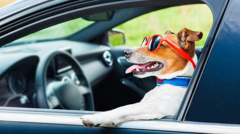 normativa trasporto cani in auto