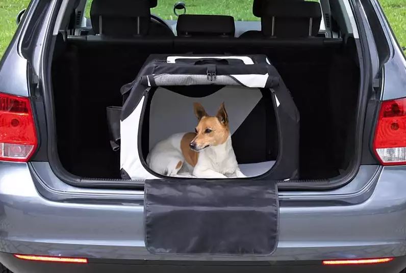 trasporto cane in auto 